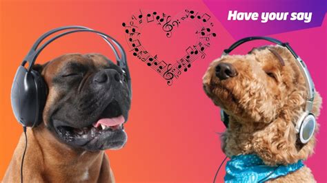 Do Dogs Listen to Music? And Can They Tell the Difference Between Beethoven and Beyoncé?